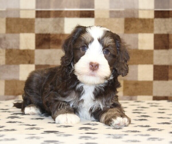 Medium Photo #2 Bernedoodle (Miniature) Puppy For Sale in DENVER, PA, USA
