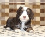 Small #1 Bernedoodle (Miniature)