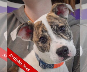 American Staffordshire Terrier-Boxer Mix Dogs for adoption in Huntley, IL, USA