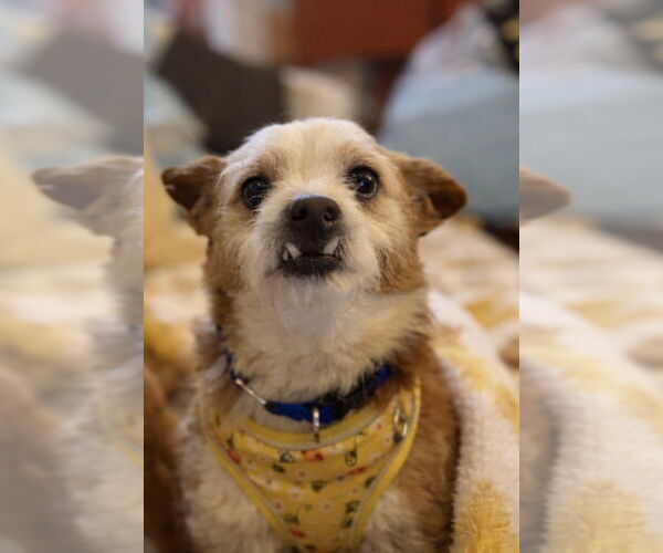 Medium Photo #9 Mutt Puppy For Sale in San Diego, CA, USA