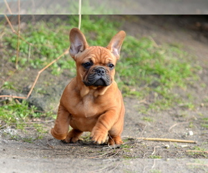 French Bulldog Puppy for sale in Kiskoros, Bacs-Kiskun, Hungary