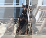Small Photo #1 Doberman Pinscher Puppy For Sale in BROOKWOOD, AL, USA