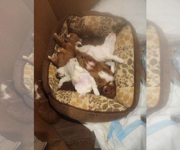 Medium Photo #9 Goldendoodle Puppy For Sale in SAN TAN VALLEY, AZ, USA