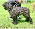 Small #1 Black Russian Terrier