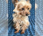 Small Photo #1 Yorkshire Terrier Puppy For Sale in STAFFORD SPRINGS, CT, USA