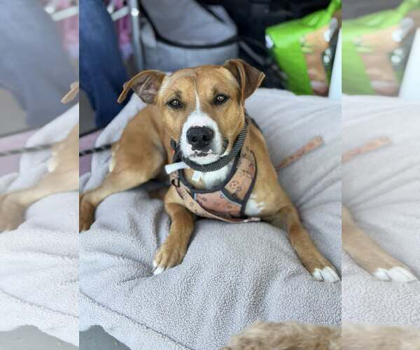 Medium Photo #3 Boxer-Unknown Mix Puppy For Sale in Turlock, CA, USA