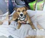 Small #2 Boxer Mix