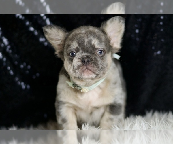 Medium Photo #2 French Bulldog Puppy For Sale in WARSAW, IN, USA