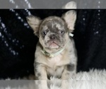 Small Photo #47 French Bulldog Puppy For Sale in WARSAW, IN, USA