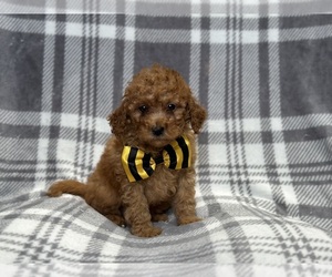 Cavapoo Puppy for sale in LAKELAND, FL, USA