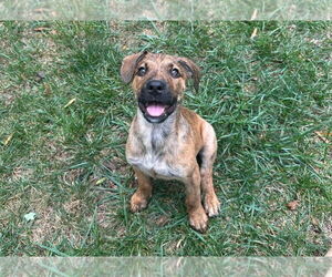 Black Mouth Cur-Labrador Retriever Mix Dogs for adoption in Chester, VA, USA