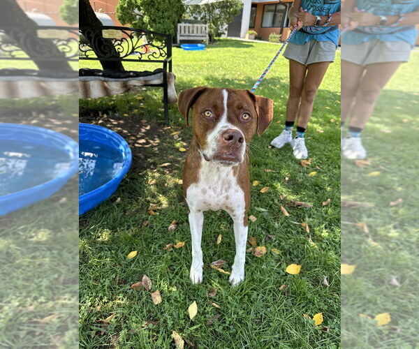 Medium Photo #2 Boxador Puppy For Sale in Elmsford, NY, USA