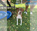 Small #1 Boxador