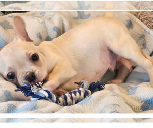 French Bulldog Dogs for adoption in Bon Carbo, CO, USA