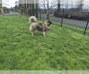 Mother of the Caucasian Shepherd Dog puppies born on 02/15/2026