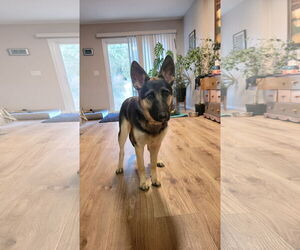 German Shepherd Dog Dogs for adoption in Modesto, CA, USA