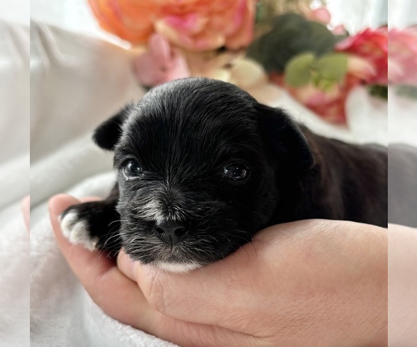 Medium Photo #3 Morkie Puppy For Sale in ROCK STREAM, NY, USA