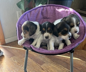 Beagle Puppy for sale in PUEBLO, CO, USA