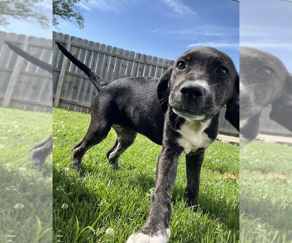 Medium Photo #4 Labsky Puppy For Sale in Aurora, IN, USA