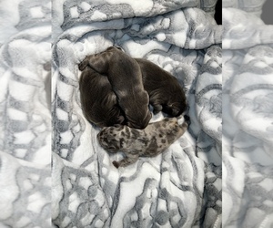French Bulldog Puppy for sale in HAYWARD, CA, USA