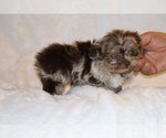Small #10 ShihPoo