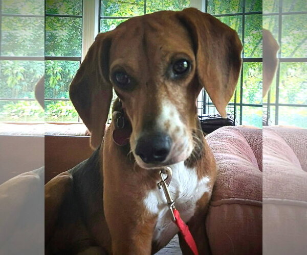Medium Photo #3 Beagle Puppy For Sale in Dunnellon, FL, USA