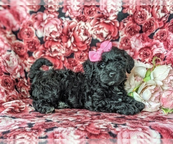 Medium Photo #3 Sheepadoodle Puppy For Sale in GLEN ROCK, PA, USA