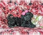 Small Photo #3 Sheepadoodle Puppy For Sale in GLEN ROCK, PA, USA