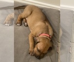 Small #17 Rhodesian Ridgeback
