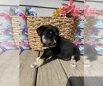 Small Photo #9 Labrador Retriever Puppy For Sale in CHESTERFIELD, MI, USA