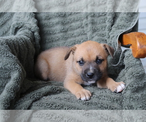 Boxer-Norwegian Elkhound Mix Puppy for sale in SHILOH, OH, USA