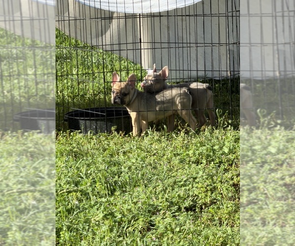Medium Photo #11 French Bulldog Puppy For Sale in SACRAMENTO, CA, USA
