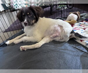 SC/Dobie - Male Brittany-Unknown Mix Dog for Adoption - Photo #2
