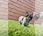 Small Photo #12 French Bulldog Puppy For Sale in BATON ROUGE, LA, USA