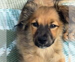 Small #4 Papillon Mix