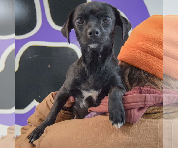 Medium Photo #4 Chiweenie Puppy For Sale in Huntley, IL, USA