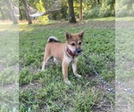 Small Photo #3 Shiba Inu Puppy For Sale in STELLA, MO, USA
