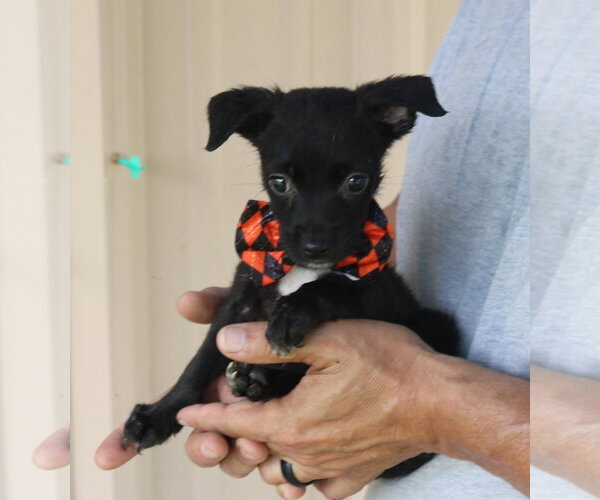Medium Photo #4 Cairn Terrier Puppy For Sale in Bandera, TX, USA