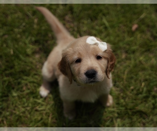 Medium Photo #1 Golden Retriever Puppy For Sale in FOUR OAKS, NC, USA