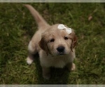 Small Photo #1 Golden Retriever Puppy For Sale in FOUR OAKS, NC, USA