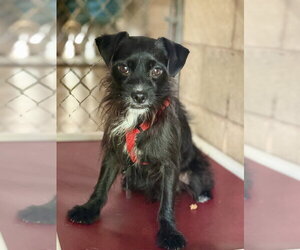 Mutt Dogs for adoption in San Leon, TX, USA
