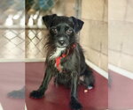 Small Mutt