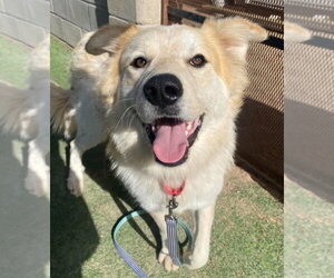 Bingo - Male Great Pyrenees-Unknown Mix Dog for Adoption - Photo #4