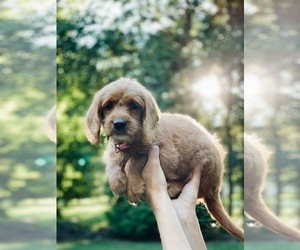 Labrador Retriever-Poodle (Toy) Mix Puppy for sale in STEVENS, PA, USA