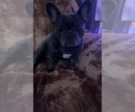 Small Photo #1 French Bulldog Puppy For Sale in CANTON, OH, USA