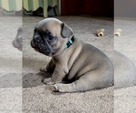 Image preview for Ad Listing. Nickname: Litter of 6