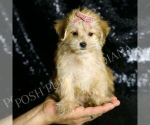 Morkie Puppy for sale in WARSAW, IN, USA