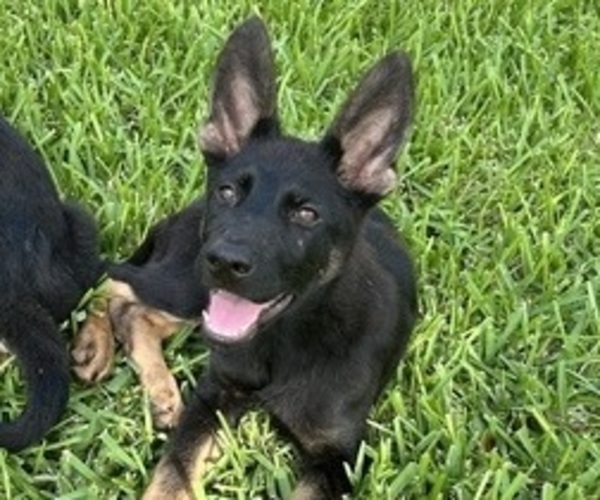 Medium Photo #14 German Shepherd Dog Puppy For Sale in TEMPLE, TX, USA