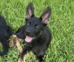 Puppy Pink Sweet Pea German Shepherd Dog