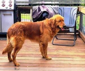 Father of the Golden Retriever puppies born on 09/05/2025